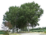 Witmoesdijk